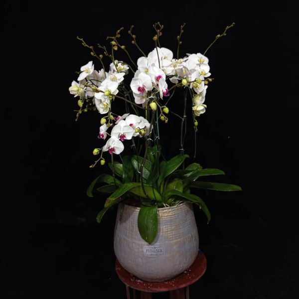 گل های امروز فلورانس – کد 10049