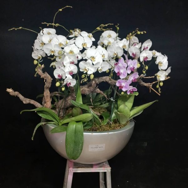 گل های امروز فلورانس – کد 10048