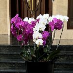 دیزاین خاص مجموعه ارکیده ایستاده فلورانس با گل‌های تازه و ایستایی هنرمندانه