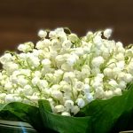 گل موگه طبیعی تازه | گل موگه رز قیفی برای هدیه و تزیین