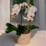 باکس شیک ارکیده فلورانس با گل‌های سفید در باکس کرم رنگ PVC