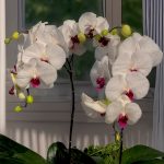 سه شاخه گل ارکیده سفید در باکس کرم رنگ شیک با برند فلورانس