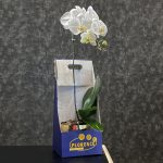 یک شاخه زیبا و خاص از گیاه ارکیده که جلوه‌ای منحصر به فرد به فضای شما می‌بخشد. این گیاه لوکس و با دوام، هدیه‌ای ایده‌آل برای عزیزان شما است.