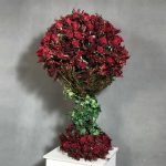 "درختچه رز عاشقانه فلورانس برای زیبایی بیشتر فضاهای رمانتیک"