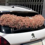 دیزاین مینیمال ماشین عروس با گل‌های ژیپسوفیلا توسط گلفروشی فلورانس