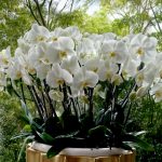 مجموعه لاکچری بوته ارکیده فلورانس، انتخابی زیبا و شیک برای افزودن طراوت به فضاهای داخلی.