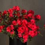 گلدان گل آزالیا برای عید نوروز با گل‌آرایی بهاری از گالری فلورانس