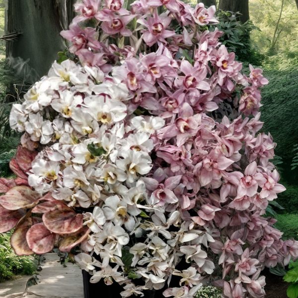 گلدان گل ارکیده سیمبیدیوم زنده – طرحی شیک و مدرن برای تزیین فضا