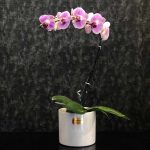 ارکیده سفید تک شاخه فلورانس – طراحی لوکس و ظریف برای مناسبت‌های خاص