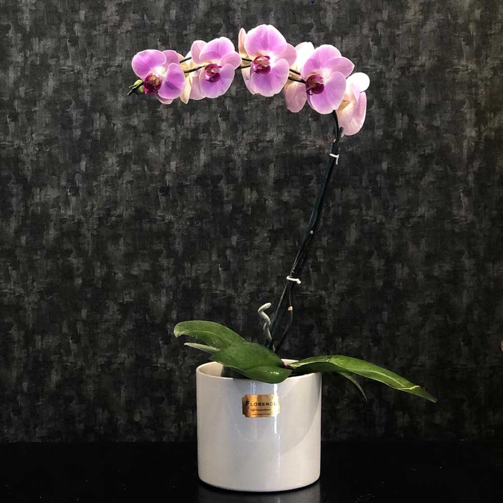 ارکیده-سفید-تک-شاخه-فلورانس-2141-1 ارکیده سفید تک شاخه فلورانس – طراحی لوکس و ظریف برای مناسبتهای خاص