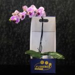 ارکیده سفید تک شاخه فلورانس – گلی مدرن و معنوی برای هدایا و دکوراسیون