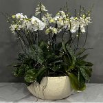 ارکیده سلطنتی فلورانس – طراحی لوکس و برجسته برای عاشقان گل‌های فاخر