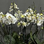 ارکیده سلطنتی فلورانس – گلی شیک و فاخر برای مناسبت‌های خاص