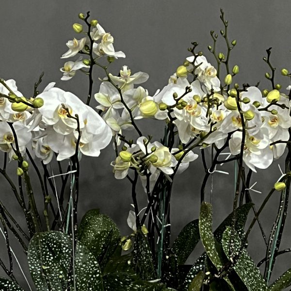 ارکیده سلطنتی فلورانس – گلی شیک و فاخر برای مناسبت‌های خاص