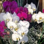 باکس گل نفیس ارکیده‌ای دو رنگ – طراحی لوکس و برجسته برای مناسبت‌های خاص