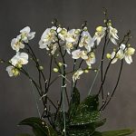 ست ارمکیده لوکس سیلور فلورانس – مجموعه خواب با طرح گلدار و طراحی اروپایی