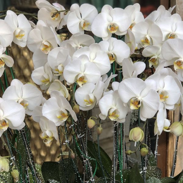 مجموعه ارکیده 14 بوته‌ای – گلی شیک و مدرن برای تزیین و هدیه