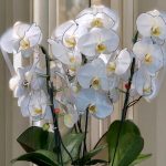 "مجموعه ارکیده ترحیمی – گلدان ارکیده مناسب مراسم تسلیت با طرحی رسمی و معنادار"