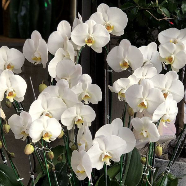 گلدان فایبر با ۱۳ ارکیده سفید – گلی شیک و مدرن برای هدیه و تزیین فلورال