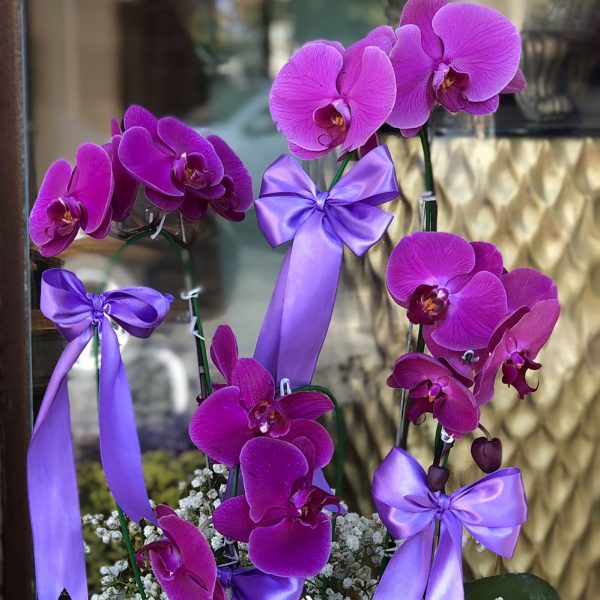 گیاه ماندگار ارکیده بنفش – گلی مدرن و معنوی برای دکوراسیون و هدیه