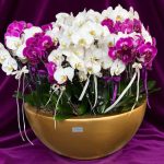 "ارکیده سفید بنفش در گلدان طلایی با طراحی خاص و زیبا"