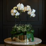 باکس گیاه ارکیده سفید فلورانس - هدیه‌ای منحصر به فرد برای لحظات خاص