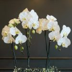 باکس گیاه ارکیده سفید فلورانس - زیبایی طبیعی در جعبه‌ای شیک