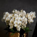 بوته ارکیده بزرگ و ایستاده فلورانس - شکوهی بی‌پایان در هر فضا