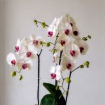 بوته ارکیده سفید وسط بنفش فلورانس - زیبایی خاص در هر فضای داخلی