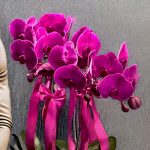 مجموعه 4 بوته ارکیده بنفش با طراحی منحصر به فرد و کیفیت عالی