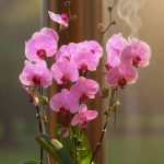 خرید مجموعه ارکیده صورتی گلفروشی فلورانس | زیبایی و طراوت برای فضای شما