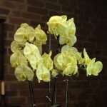 مجموعه بوته ارکیده زرد لوکس فلورانس | گل خاص برای دکوراسیون مدرن و هدیه لاکچری