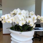 "گلدان ارکیده فالونوپسیس سفید، یک انتخاب مناسب برای دکوراسیون شیک و طبیعی"