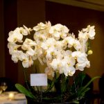 گلدان ارکیده فالونوپسیس بزرگ فلورانس - لوکس‌ترین گلدان برای تزئین داخلی