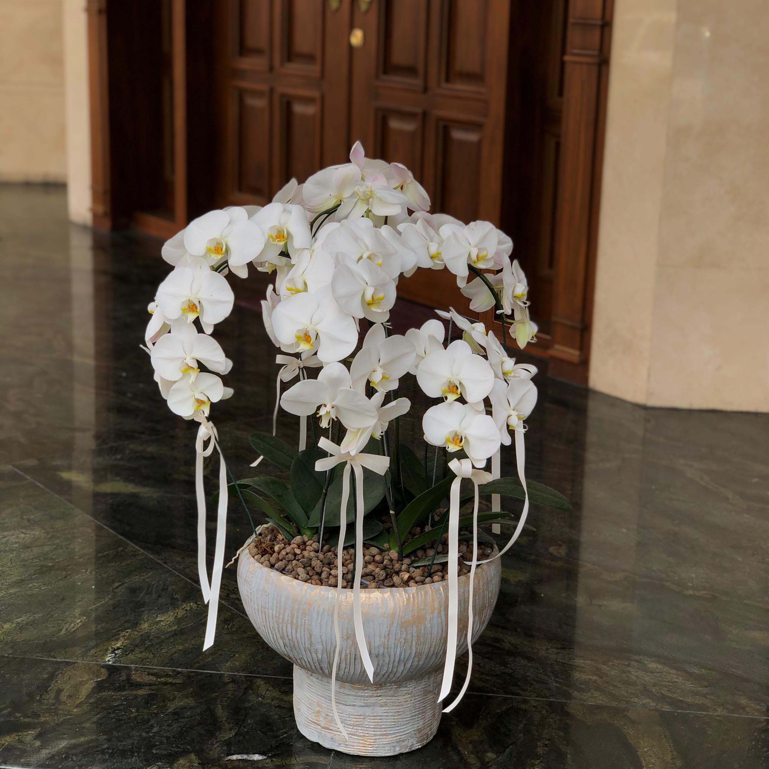 گلدان-سفالی-قارچی-50145 تصویر گلدان سفالی قارچی با طراحی فانتزی و دستساز برای دکوراسیون داخلی و فضای سبز