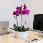 گیاه ارکیده بنفش گالری گل فلورانس: زیبایی و طراوت برای فضای شما