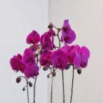 خرید گیاه ارکیده بنفش گالری گل فلورانس | دکوراسیون خاص برای هر فضا