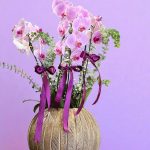 "مجموعه ارکیده ملون برای دکوراسیون شیک و آرامش‌بخش"