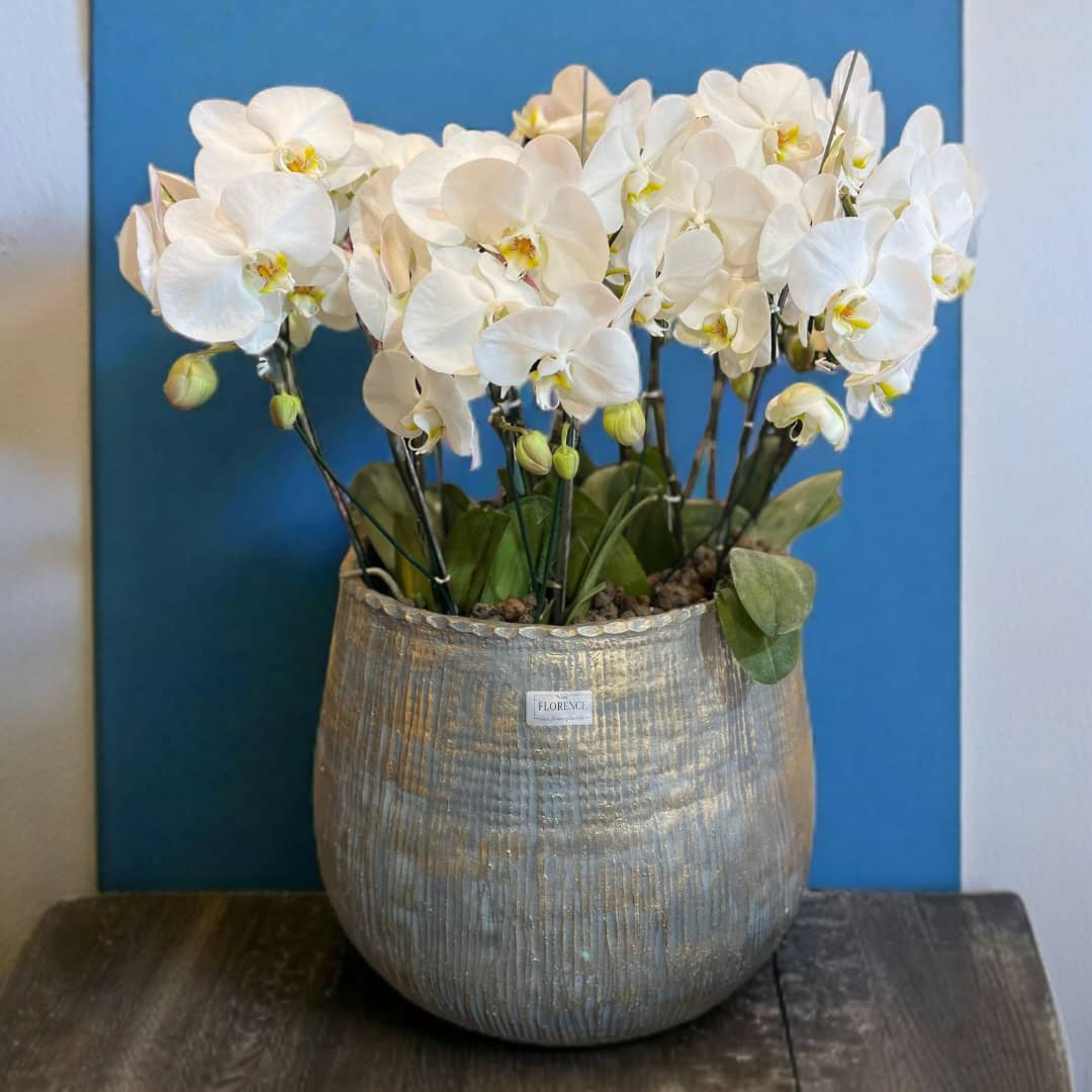 مجموعه-ارکیده-دایره-ای-کد-6271-1 "مجموعه ارکیده دایرهای با طراحی مدرن و لوکس"