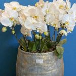 "مجموعه ارکیده دایره‌ای برای دکوراسیون شیک و منحصر به فرد"