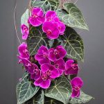 فریم گل کلارینرویوم با گل‌های ارکیده کلارینرو در طراحی مدرن برای دکور منزل