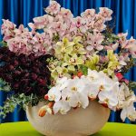 گل رومیزی سیمبیدیوم فلورانس با گل‌های رنگارنگ و زیبا