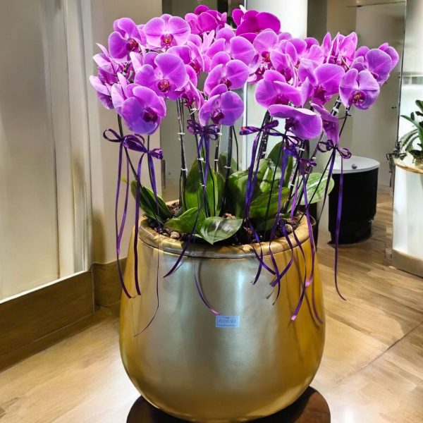 ۹ بوته ارکیده بنفش در گلدانی شیک، مناسب برای هدیه و دکوراسیون خاص