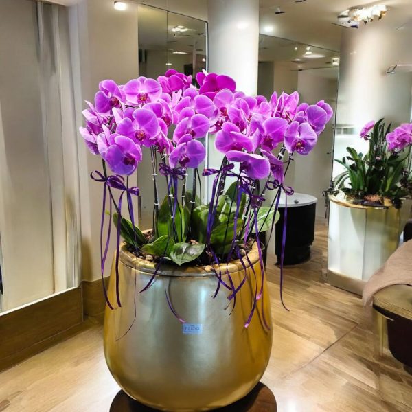 مجموعه ۹ بوته‌ای ارکیده بنفش با طراحی لوکس و رنگی چشم‌نواز