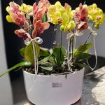 مجموعه ارکیده پاییزی مناسب هدیه و دکوراسیون لوکس