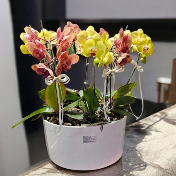 مجموعه ارکیده پاییزی با رنگ‌های گرم و دلنشین