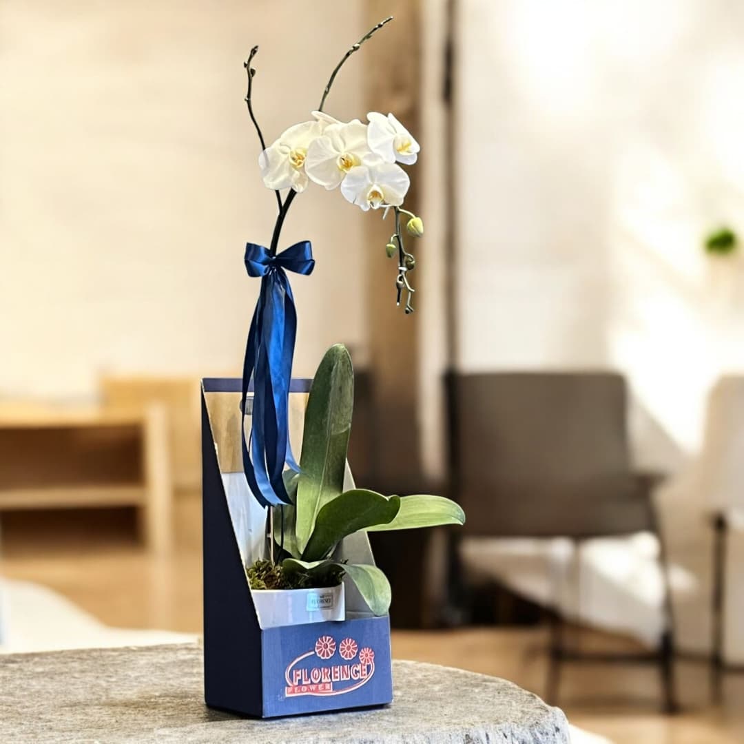 بوته ارکیده شاخه دار کد 6497