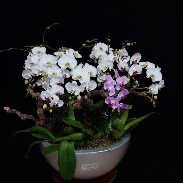 مجموعه ارکیده غول پیکر با گل‌های بزرگ و چشم‌نواز