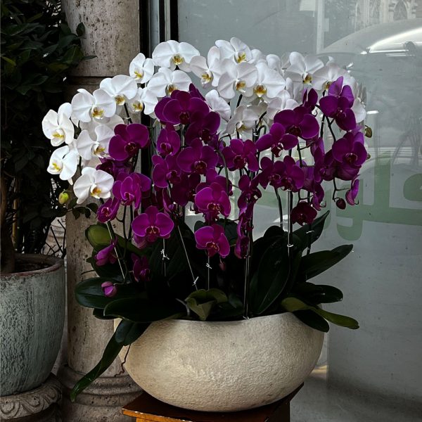 مجموعه ارکیده عاشقانه از فلورانس، ترکیبی لوکس از گلدان ارکیده تازه و تزئینات ویژه برای هدیه‌ای رمانتیک و مجلل.